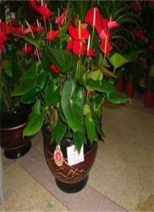 阿拉巴馬紅掌 阿拉巴馬紅掌