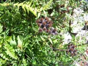 彎齒風毛菊 彎齒風毛菊