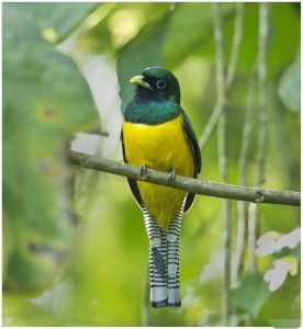 黑喉美洲咬鵑 黑喉美洲咬鵑