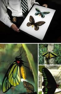 亞歷山德拉鳳蝶