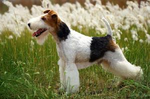 剛毛獵狐梗 剛毛獵狐梗