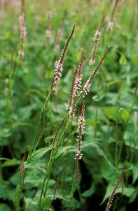 淡白燈心草 淡白燈心草