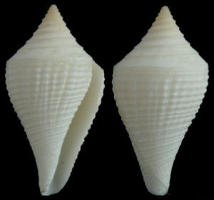 南美芋螺 南美芋螺