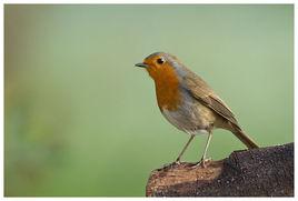 歐亞鴝伊朗亞種 歐亞鴝伊朗亞種