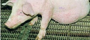 豬空腸彎曲菌病