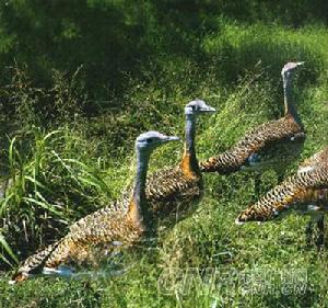 內蒙古達來諾爾國家級自然保護區