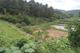 牛棚村委 牛棚村委