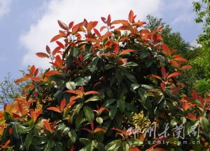 馨香木蘭 馨香木蘭