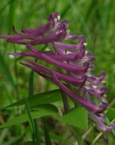 細花紫堇 細花紫堇