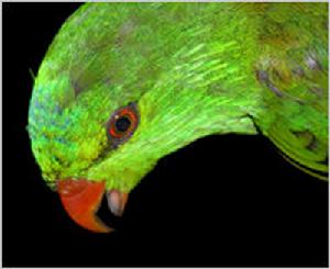 米氏吸蜜鸚鵡 米氏吸蜜鸚鵡