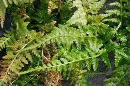 細羽鳳尾蕨 細羽鳳尾蕨