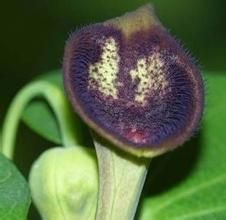 弄崗馬兜鈴 弄崗馬兜鈴