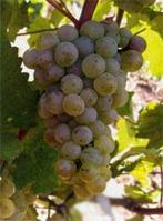 白蘇維翁 白蘇維翁