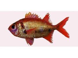 堅鋸鱗魚 堅鋸鱗魚