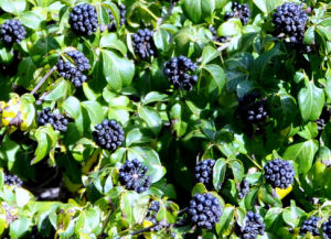 尾葉五加 尾葉五加