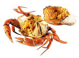 
注意事項
據有經驗的廚師介紹,一般蟹類或蒸或炒,過程比較簡單。黃油蟹的處理卻馬虎不得,絕不可出現斷螯折爪,不然傷口處會“瀉油”,與普通膏蟹就沒有什麼區別了。正確的方法是:採用“冰水涼死法”,用近乎0℃的淡水,將蟹浸沒,當蟹進入麻木至微僵狀態時,便可將蟹“翻轉”放在盤中清蒸。
![黃油蟹 黃油蟹