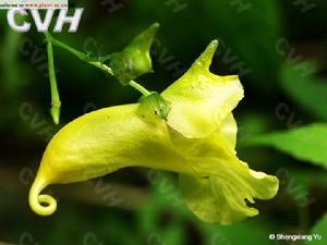 滇南鳳仙花 滇南鳳仙花