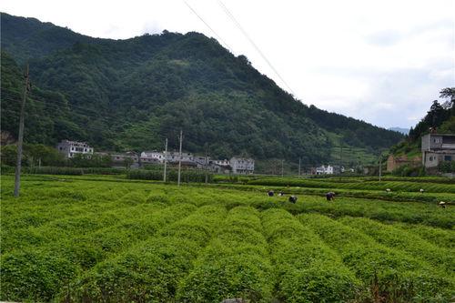 平利絞股藍種植園