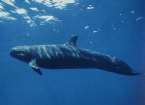 長肢領航鯨 長肢領航鯨