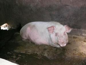 良六自然村養殖業<a name="ref_[5]"></a>