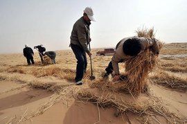 土地沙化 土地沙化