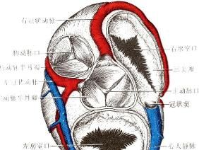 肺動脈瓣關閉不全 肺動脈瓣關閉不全