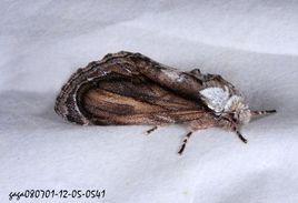 墨紛舟蛾 墨紛舟蛾