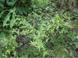 挖耳草根 挖耳草根