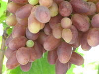 葡萄