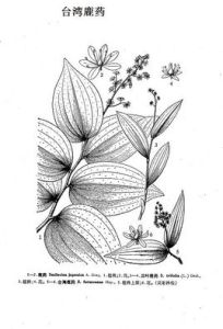 台灣鹿藥 台灣鹿藥