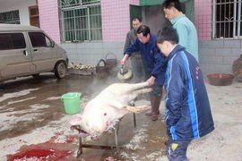 死豬不怕開水燙 死豬不怕開水燙