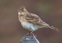 雲雀高加索亞種 雲雀高加索亞種