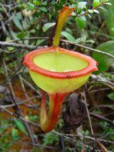 豬籠草的上位籠