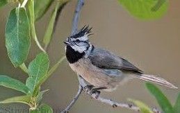 白眉冠山雀 白眉冠山雀