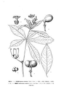 來源：中國植物志原版墨線圖
