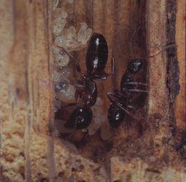 瑕疵弓背蟻 瑕疵弓背蟻