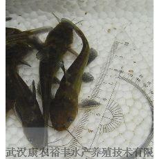 橫紋東方魨 橫紋東方魨