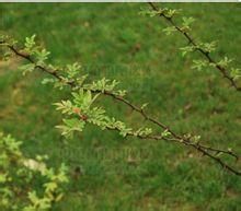 毛刺花椒 毛刺花椒