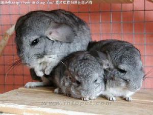 （圖）美種金吉拉兔