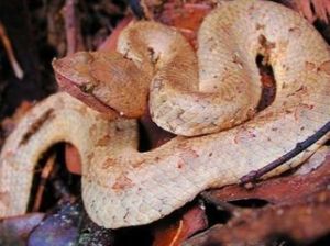 瘤鼻蝮屬 瘤鼻蝮屬