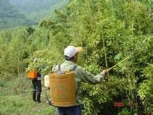 杭州苦竹 杭州苦竹