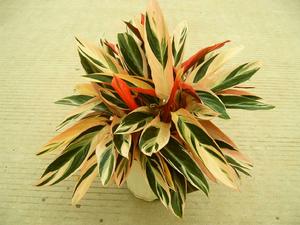 （圖）聖誕玫瑰