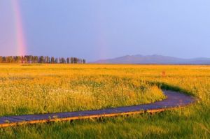 五花草甸 五花草甸