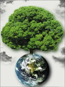 林業碳匯 林業碳匯