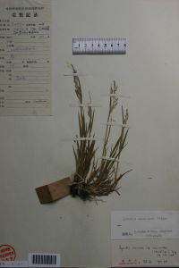 短柄剪股穎 短柄剪股穎