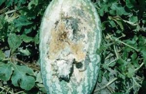 西瓜白絹病 西瓜白絹病