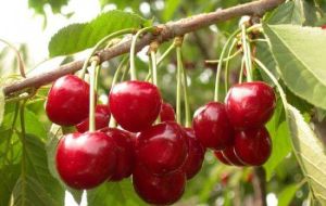 北京吉祥苑採摘園 北京吉祥苑採摘園