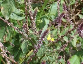 銀毛土牛膝 銀毛土牛膝