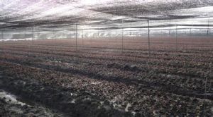 土壤改良劑 土壤改良劑