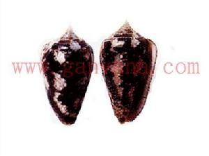 長口麥螺 長口麥螺